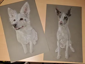 Calliope and Obadon, both herding mixes. Calliope is fluffy and white, Obadon has short hair and gray merle spots on a mostly white body