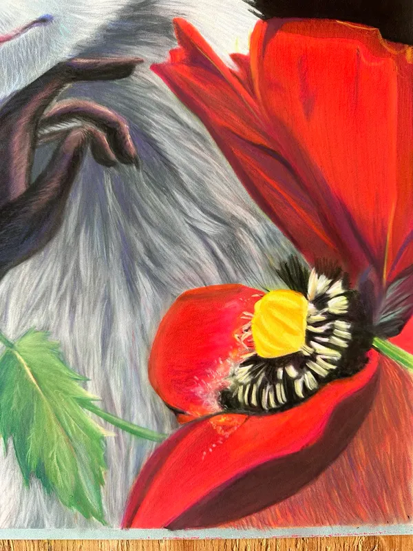 closeup of large poppy in full bloom