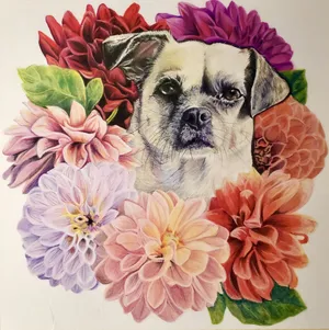 A small pug mix surrounded by Dahlias