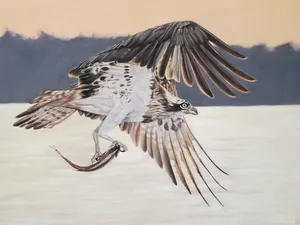 An osprey flying over water at sunset holding a fish