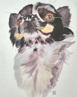 Black merle chihuahua holding a pork skin roll (swizzle), upward view