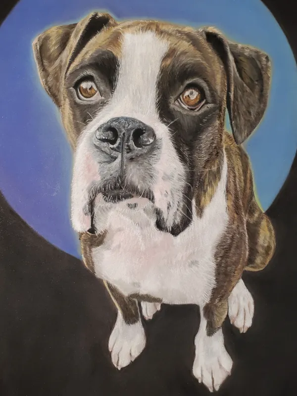 A brindle boxer looking up at the camera over a blue gradient circle background