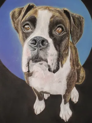 A brindle boxer looking up at the camera over a blue gradient circle background